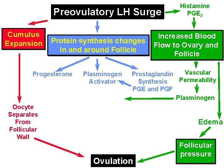Preovulatory LH Surge Cumulus Expansion Protein synthesis changes in and around Follicle Progesterone Plasminogen