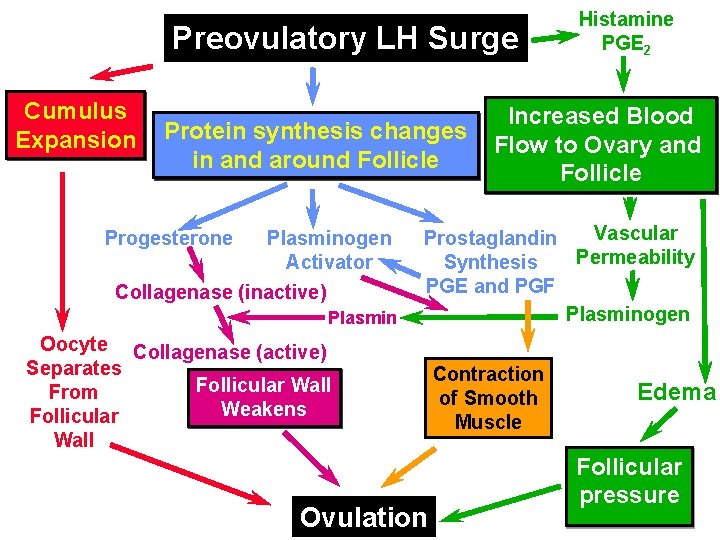 Preovulatory LH Surge Cumulus Expansion Protein synthesis changes in and around Follicle Plasminogen Activator