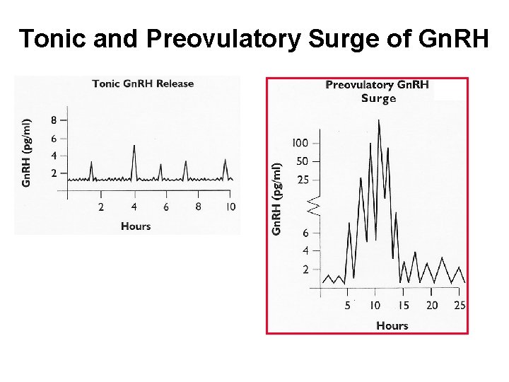 Tonic and Preovulatory Surge of Gn. RH 