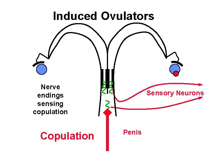 Induced Ovulators Nerve endings sensing copulation Copulation Sensory Neurons Penis 