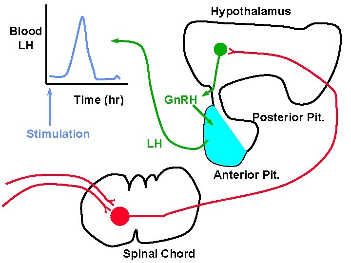 Hypothalamus Blood LH Time (hr) Gn. RH Posterior Pit. Stimulation LH Anterior Pit. Spinal