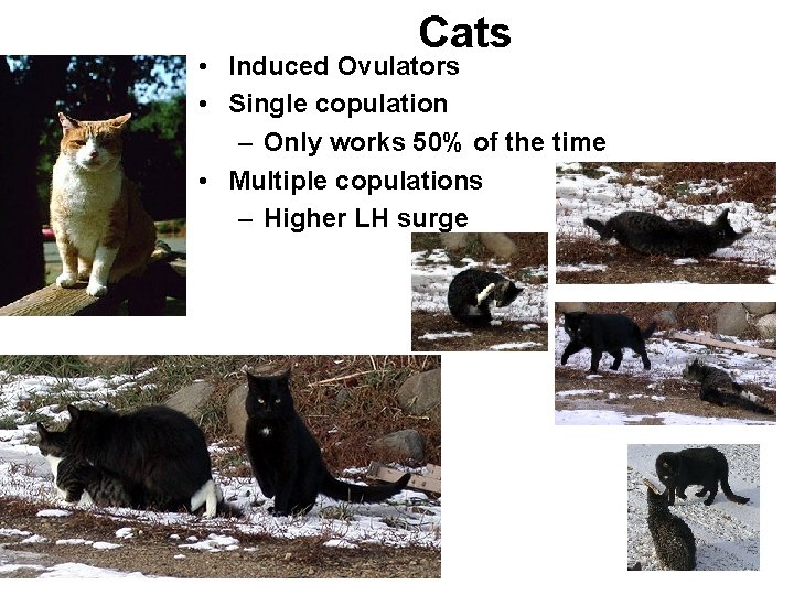 Cats • Induced Ovulators • Single copulation – Only works 50% of the time