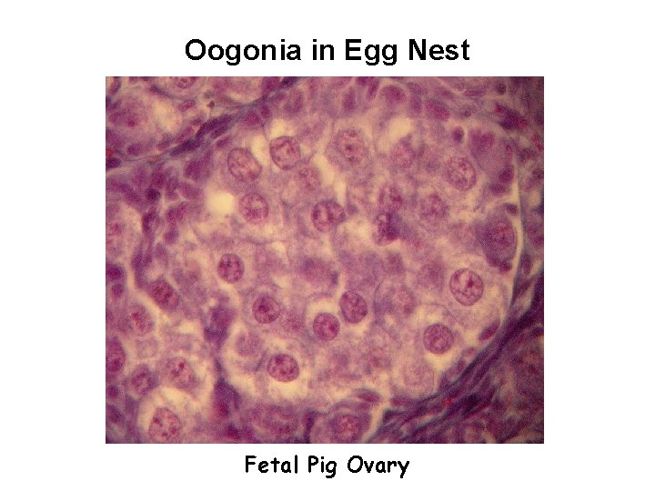 Oogonia in Egg Nest Fetal Pig Ovary 