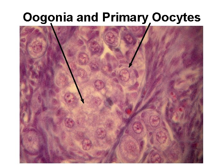 Oogonia and Primary Oocytes 