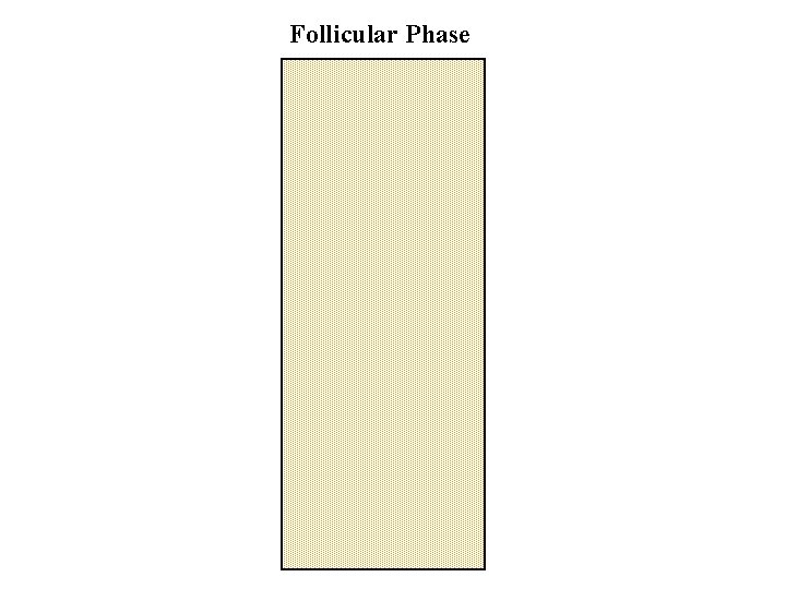 Follicular Phase 