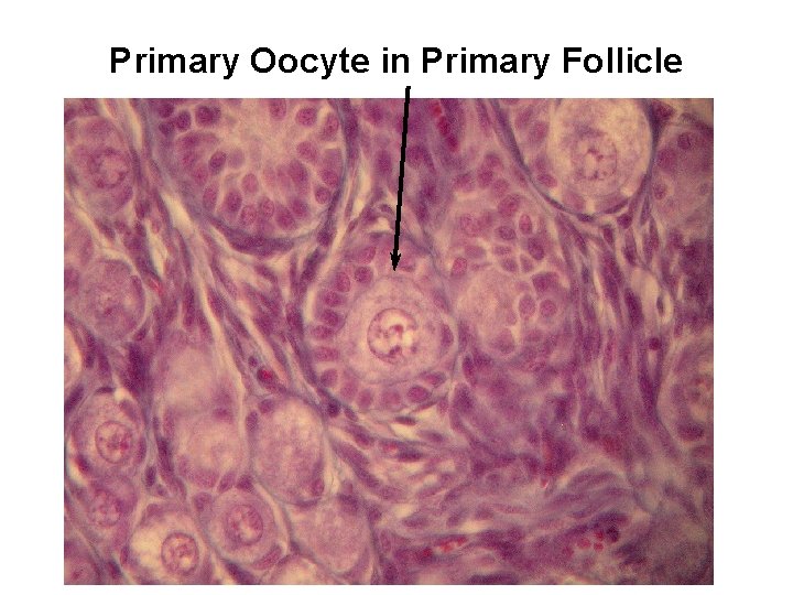 Primary Oocyte in Primary Follicle 