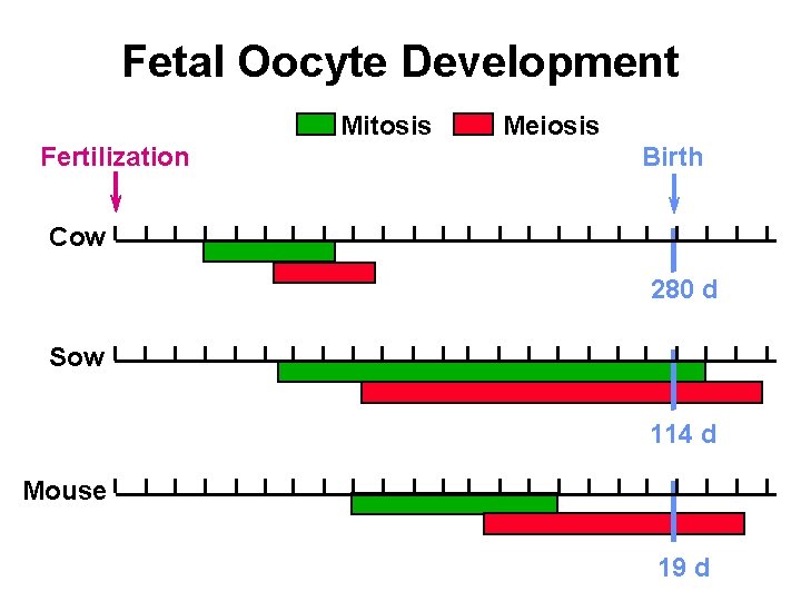Fetal Oocyte Development Mitosis Fertilization Meiosis Birth Cow 280 d Sow 114 d Mouse