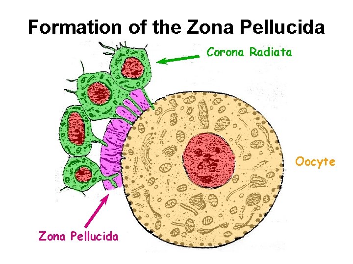 Formation of the Zona Pellucida Corona Radiata Oocyte Zona Pellucida 
