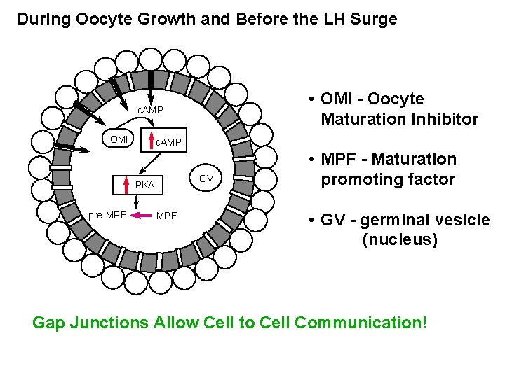 During Oocyte Growth and Before the LH Surge • OMI - Oocyte Maturation Inhibitor