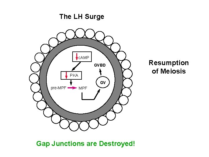 The LH Surge c. AMP GVBD PKA GV pre-MPF Gap Junctions are Destroyed! Resumption