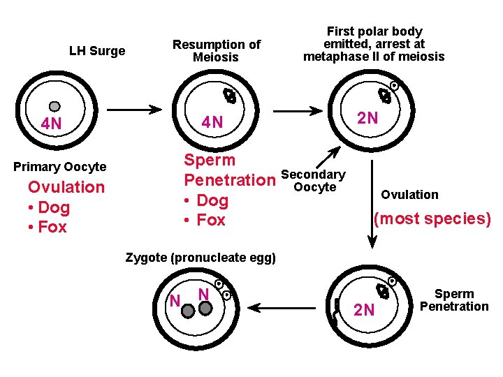 LH Surge 4 N Primary Oocyte Ovulation • Dog • Fox Resumption of Meiosis