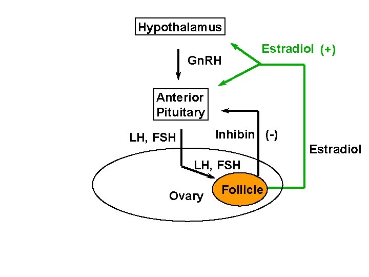 Hypothalamus Gn. RH Estradiol (+) Anterior Pituitary Inhibin (-) LH, FSH Estradiol LH, FSH