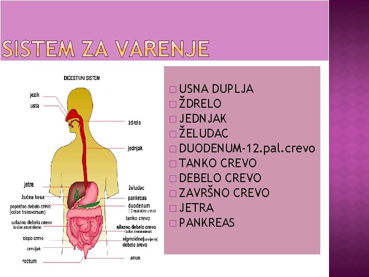 � USNA DUPLJA � ŽDRELO � JEDNJAK � ŽELUDAC � DUODENUM-12. pal. crevo �