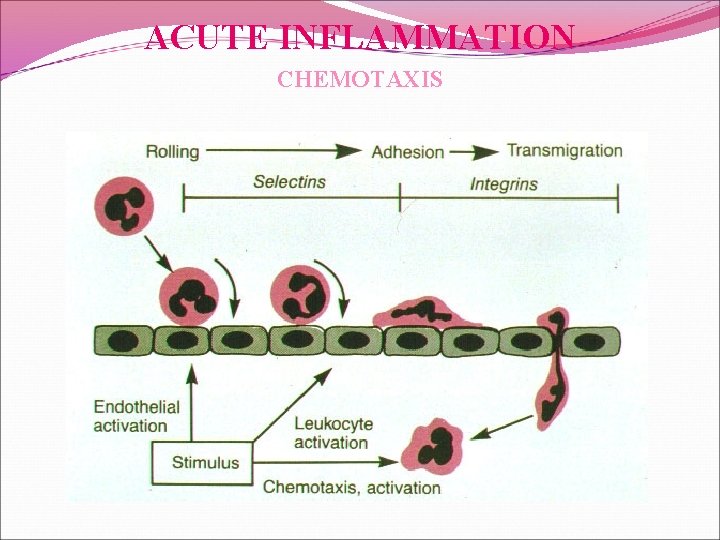 ACUTE INFLAMMATION CHEMOTAXIS 