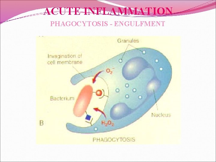 ACUTE INFLAMMATION PHAGOCYTOSIS - ENGULFMENT 