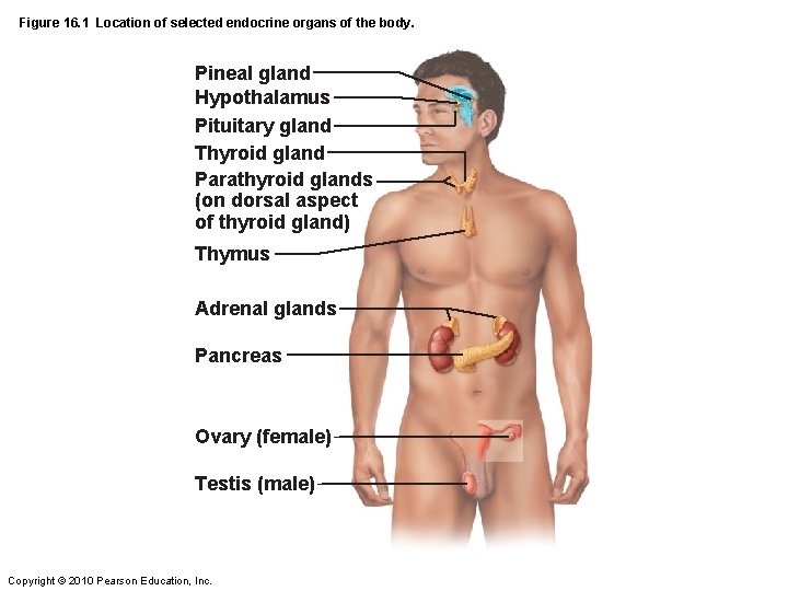 Figure 16. 1 Location of selected endocrine organs of the body. Pineal gland Hypothalamus