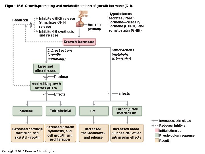 Figure 16. 6 Growth-promoting and metabolic actions of growth hormone (GH). Inhibits GHRH release