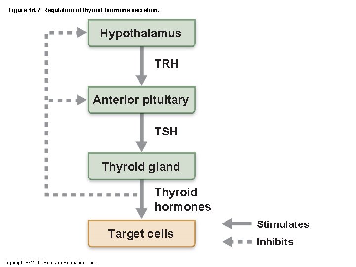 Figure 16. 7 Regulation of thyroid hormone secretion. Hypothalamus TRH Anterior pituitary TSH Thyroid