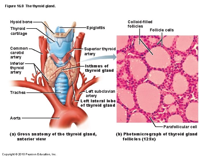 Figure 16. 8 The thyroid gland. Hyoid bone Thyroid cartilage Epiglottis Common carotid artery