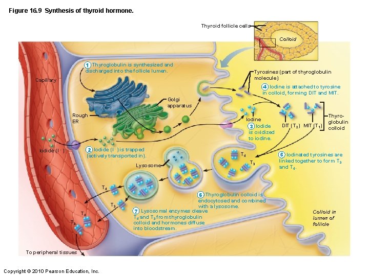 Figure 16. 9 Synthesis of thyroid hormone. Thyroid follicle cells Colloid 1 Thyroglobulin is