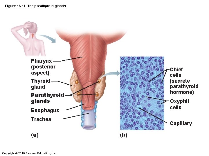Figure 16. 11 The parathyroid glands. Pharynx (posterior aspect) Chief cells (secrete parathyroid hormone)