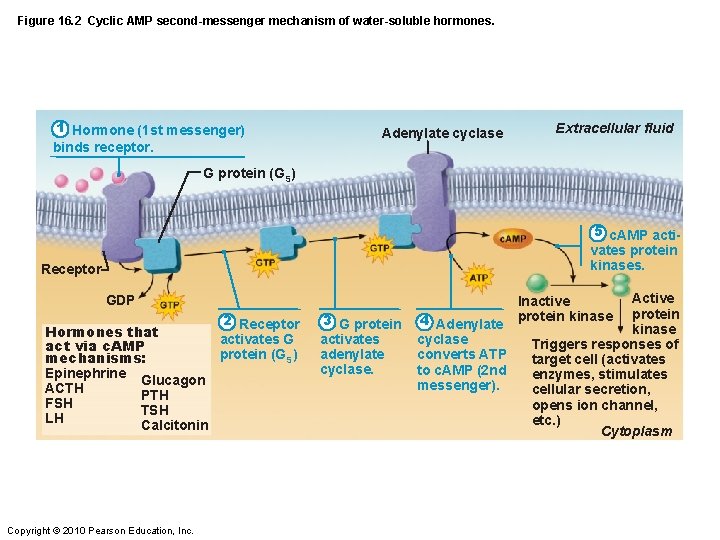 Figure 16. 2 Cyclic AMP second-messenger mechanism of water-soluble hormones. 1 Hormone (1 st