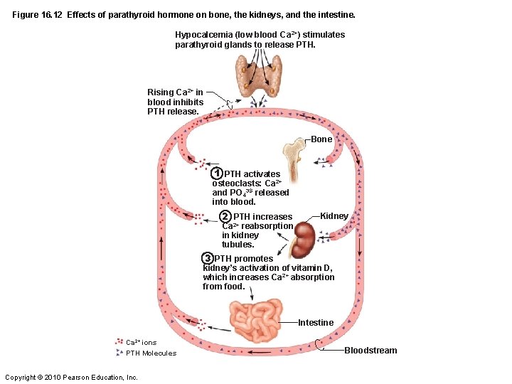 Figure 16. 12 Effects of parathyroid hormone on bone, the kidneys, and the intestine.