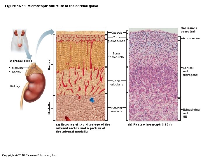 Figure 16. 13 Microscopic structure of the adrenal gland. Hormones secreted Capsule Zona glomerulosa