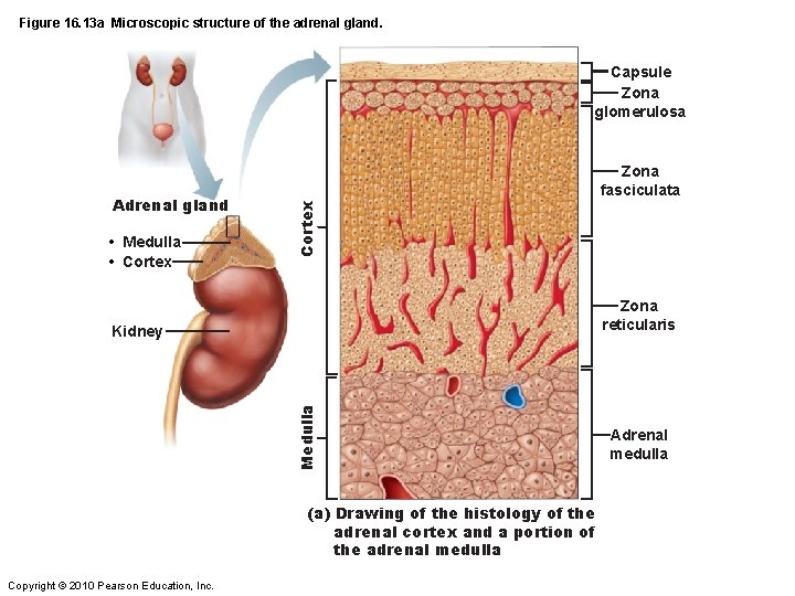 Figure 16. 13 a Microscopic structure of the adrenal gland. Capsule Zona glomerulosa •