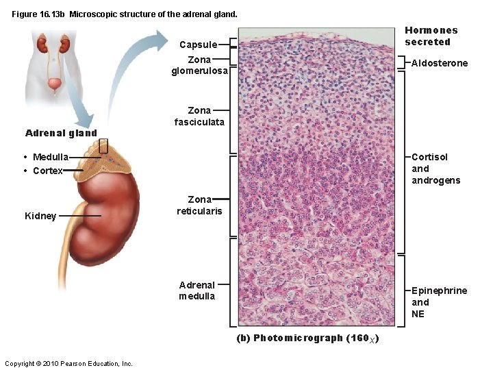 Figure 16. 13 b Microscopic structure of the adrenal gland. Hormones secreted Capsule Zona