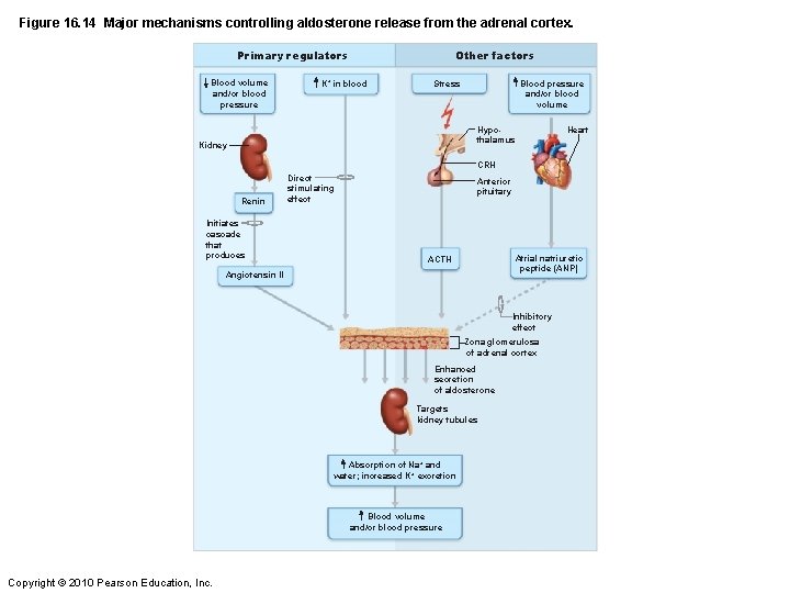 Figure 16. 14 Major mechanisms controlling aldosterone release from the adrenal cortex. Primary regulators