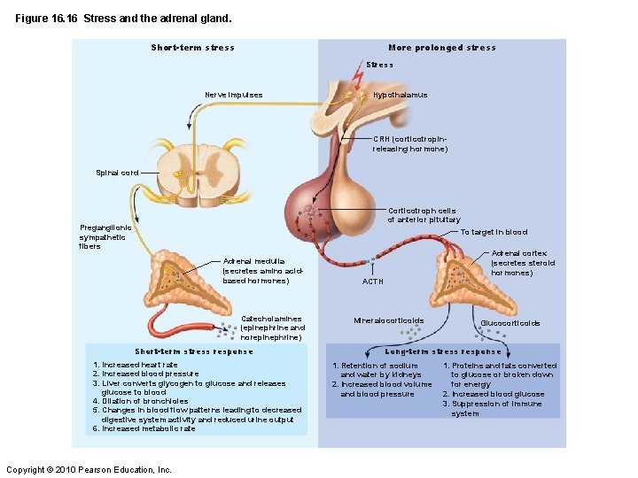 Figure 16. 16 Stress and the adrenal gland. Short-term stress More prolonged stress Stress