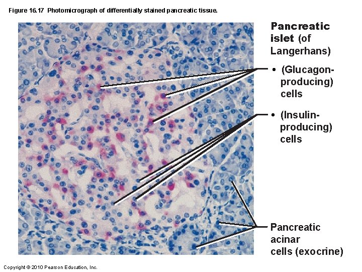 Figure 16. 17 Photomicrograph of differentially stained pancreatic tissue. Pancreatic islet (of Langerhans) •