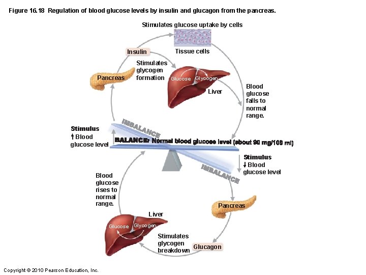 Figure 16. 18 Regulation of blood glucose levels by insulin and glucagon from the