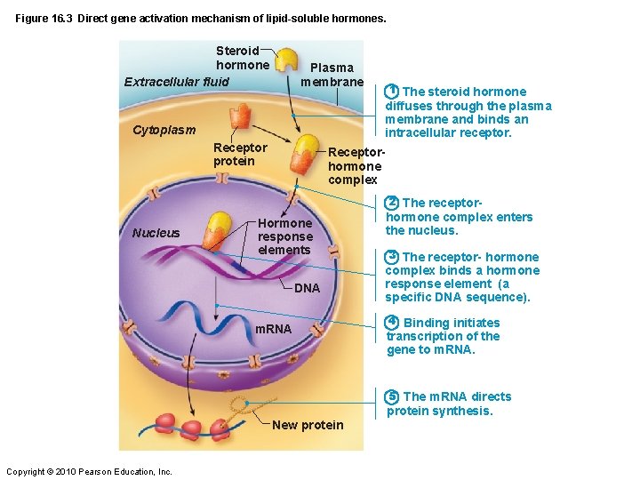 Figure 16. 3 Direct gene activation mechanism of lipid-soluble hormones. Steroid hormone Extracellular fluid