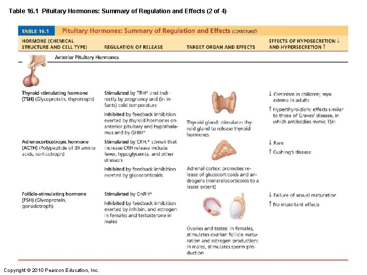Table 16. 1 Pituitary Hormones: Summary of Regulation and Effects (2 of 4) Copyright