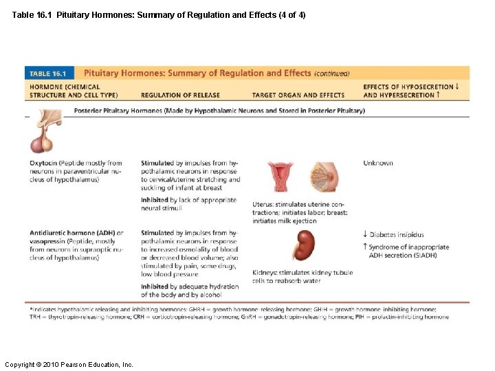 Table 16. 1 Pituitary Hormones: Summary of Regulation and Effects (4 of 4) Copyright
