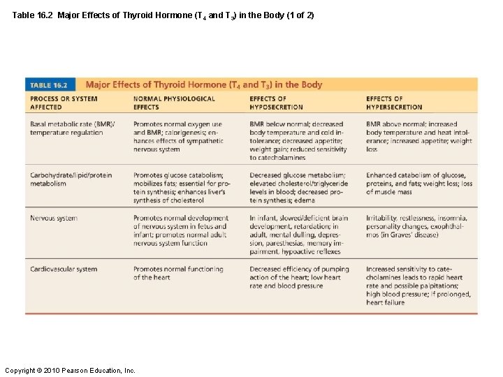 Table 16. 2 Major Effects of Thyroid Hormone (T 4 and T 3) in