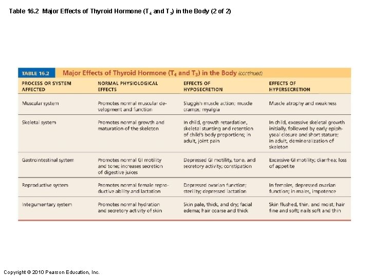 Table 16. 2 Major Effects of Thyroid Hormone (T 4 and T 3) in