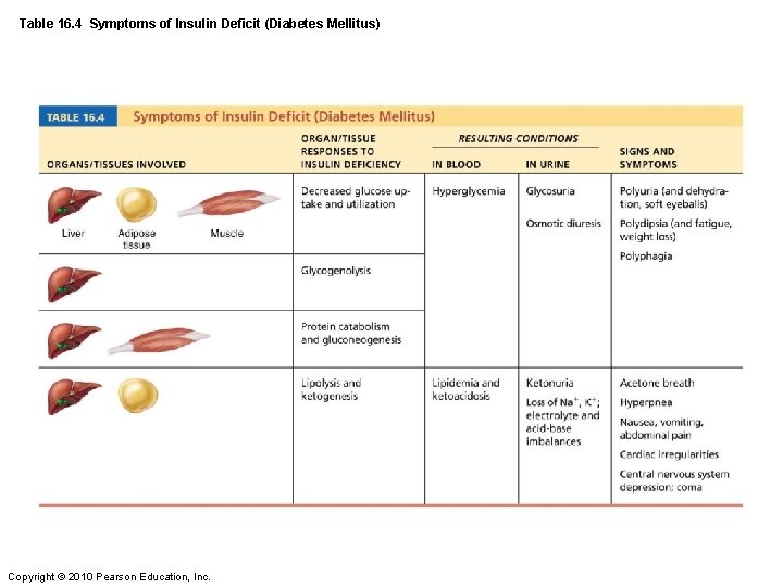 Table 16. 4 Symptoms of Insulin Deficit (Diabetes Mellitus) Copyright © 2010 Pearson Education,