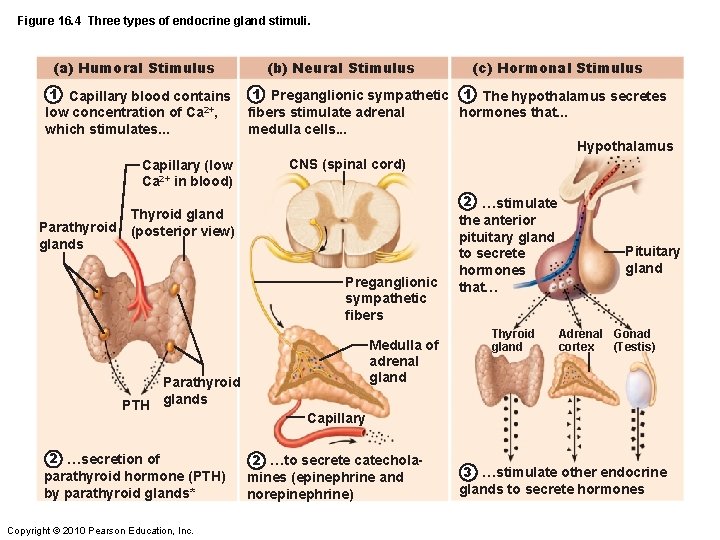 Figure 16. 4 Three types of endocrine gland stimuli. (a) Humoral Stimulus (b) Neural