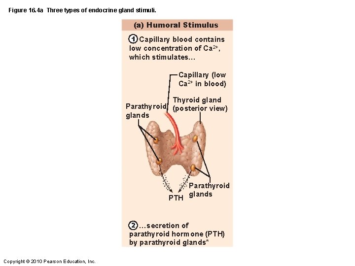 Figure 16. 4 a Three types of endocrine gland stimuli. (a) Humoral Stimulus 1