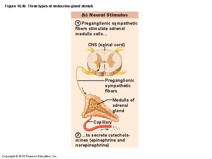Figure 16. 4 b Three types of endocrine gland stimuli. (b) Neural Stimulus 1