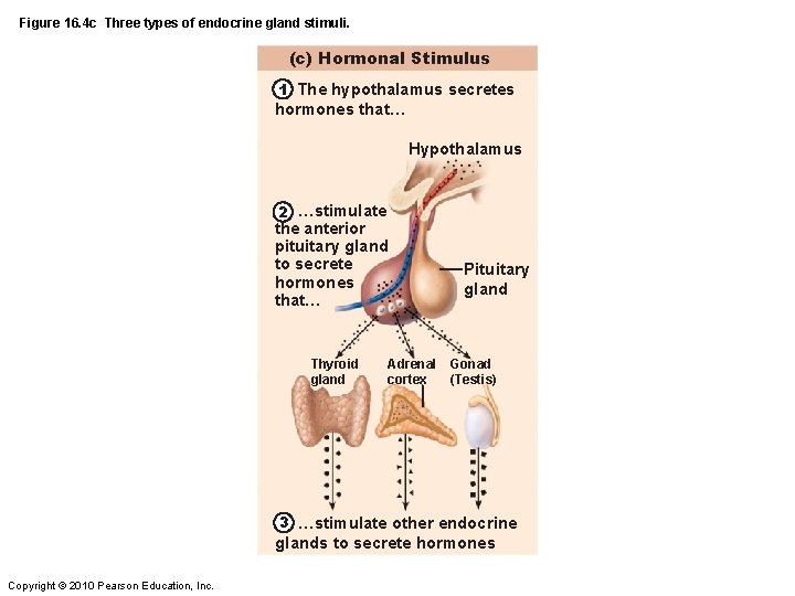 Figure 16. 4 c Three types of endocrine gland stimuli. (c) Hormonal Stimulus 1