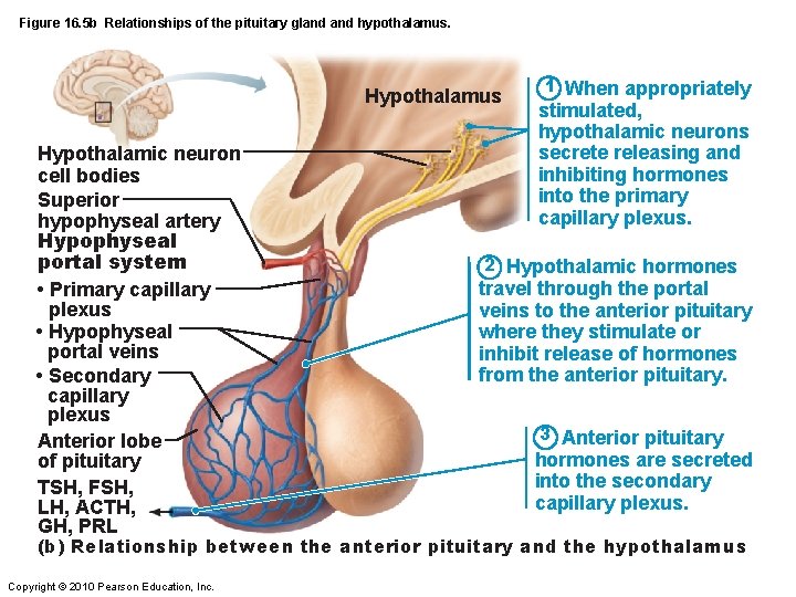 Figure 16. 5 b Relationships of the pituitary gland hypothalamus. Hypothalamus Hypothalamic neuron cell