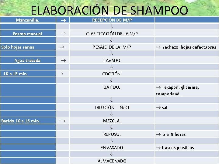 ELABORACIN DE SHAMPOO Manzanilla Forma manual Solo hojas