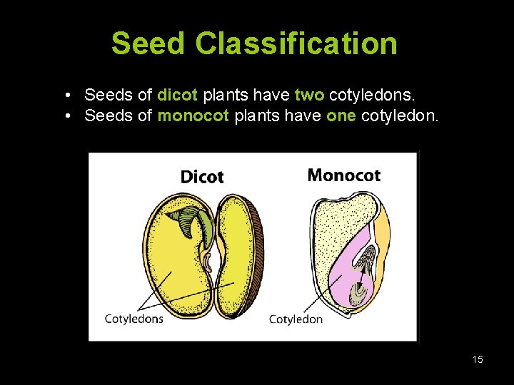 Seed Classification • Seeds of dicot plants have two cotyledons. • Seeds of monocot