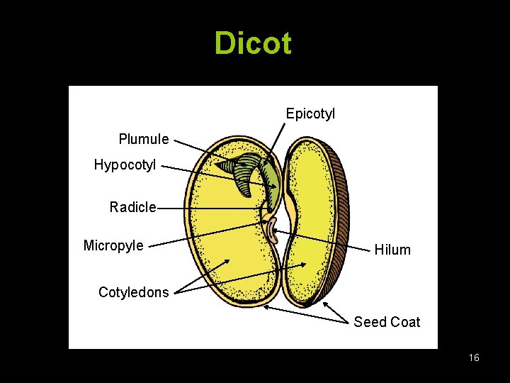 Dicot Epicotyl Plumule Hypocotyl Radicle Micropyle Hilum Cotyledons Seed Coat 16 
