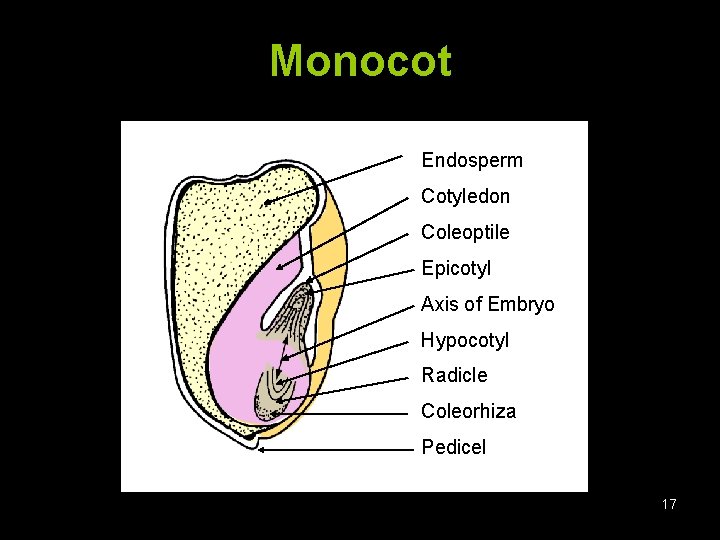 Monocot Endosperm Cotyledon Coleoptile Epicotyl Axis of Embryo Hypocotyl Radicle Coleorhiza Pedicel 17 