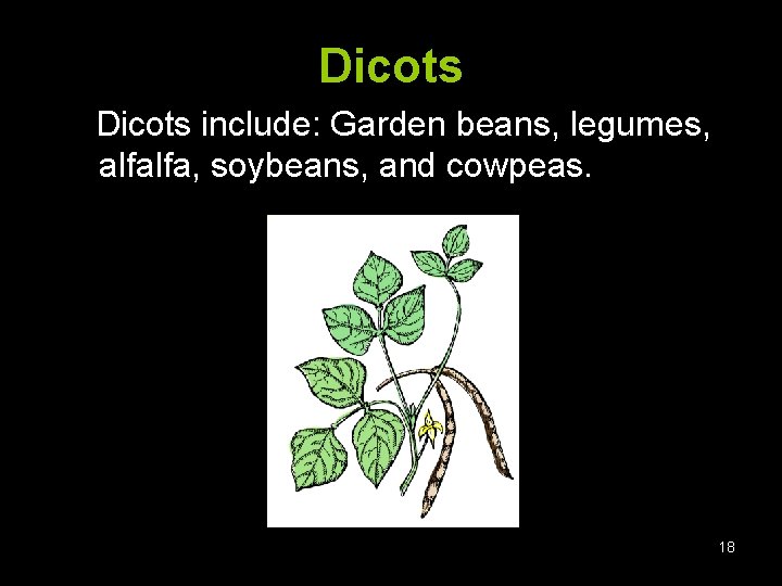 Dicots include: Garden beans, legumes, alfalfa, soybeans, and cowpeas. 18 